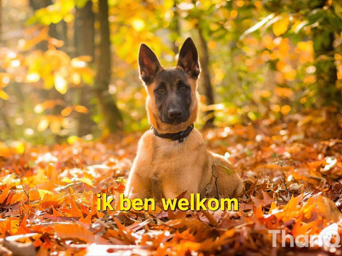 Willa Leuk Chalet Te Huur In Putten, Honden Van Harte Welkom, Alleen Voor Recreatie Zewnętrze zdjęcie